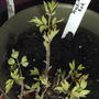 Bleeding hearts (dicentra)