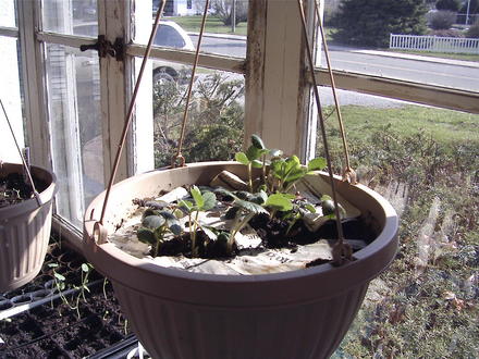 Strawberry baskets (fragaria ananassa)