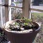 fragaria ananassa
