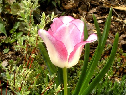 Magic tulip close up