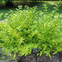 Duranta_gold_edge