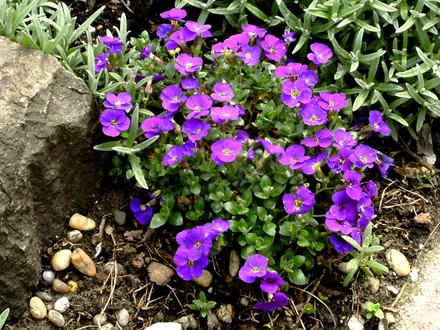 New Aubretia.