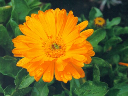 calendula (Calendula officinalis (English marigold))
