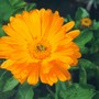 Calendula