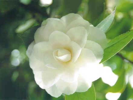 camellia again (camellia)