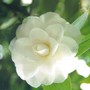 Camellia