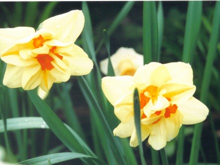 daffodils (narcissus)