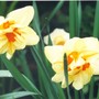 Daffodils