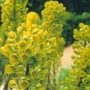 Spurge