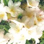 Rhodo