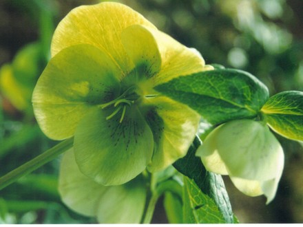 hellebore (Helleborus orientalis (Lenten rose))