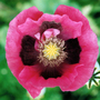 Poppy_3_copy