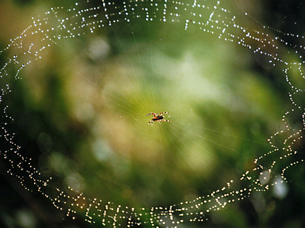 Spider's web
