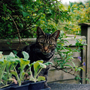 Bridie_looking_after_some_of_my_young_plants_copy