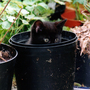 Jo-jo_hiding_in_a_flower_pot