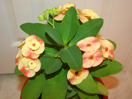_TEXAS_002.EUPHORBIA MILLII
