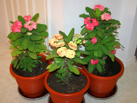 _TEXAS_004.EUPHORBIA MILLII