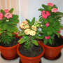 _TEXAS_004.EUPHORBIA MILLII