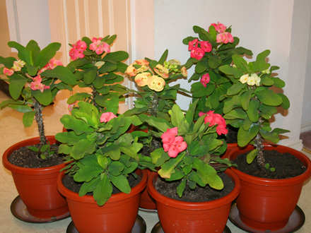 _TEXAS_005.EUPHORBIA MILLII