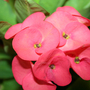 _TEXAS_009.EUPHORBIA MILLII