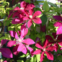 _TEXAS_010.CLEMATIS