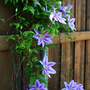 _TEXAS_012.CLEMATIS