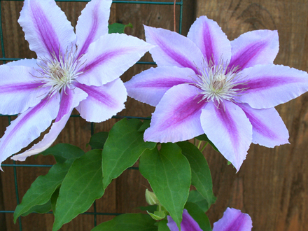 _TEXAS_013.CLIMATIS