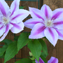 _TEXAS_013.CLIMATIS