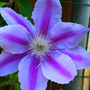 _TEXAS_014.CLEMATIS