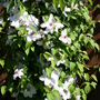 _TEXAS_015.CLEMATIS