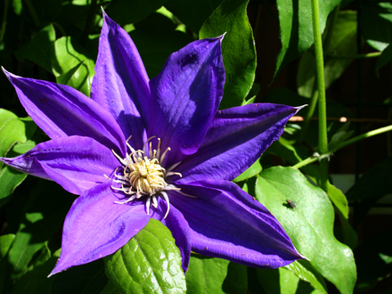 _TEXAS_017.CLEMATIS
