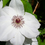 _TEXAS_018.CLEMATIS