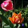 Mums_flowers___garden_april_08_007