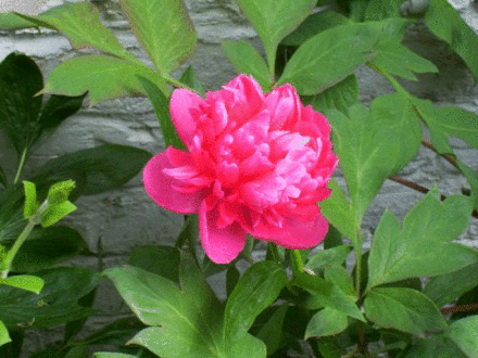 Red Peony