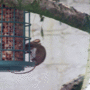 Woodmouse-29apr-06