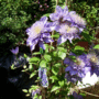 Multi-blue clematis (clematis)