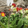 Cowslip