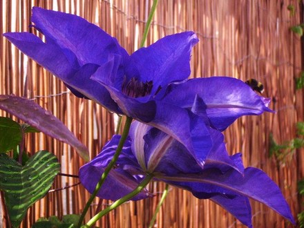 Clemetas.