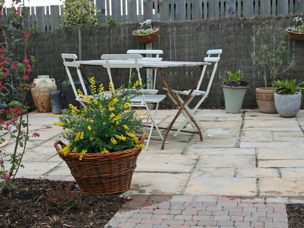 Sunshine2 (Cytisus 'Golden Tears' & Sutera Cabana)