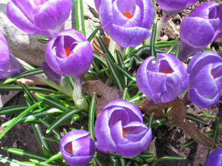 crocus (Crocus vernus (Dutch crocus))