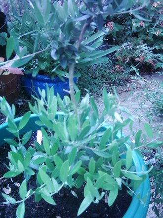 Olive tree (Olea europaea)