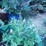 Olive tree (Olea europaea)