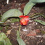 _blam_tulipclosedshenstonefrontloungeborder19