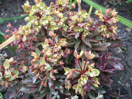 Euphorbia 'Helena's Blush' in flower