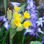 Chionodoxa forbesii (Glory of the snow)