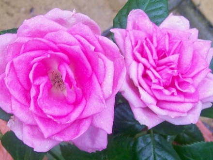 my little pink patio rose (Rosa)