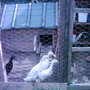 Garden_photo_s_136