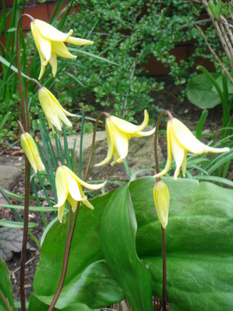 Dog's-Tooth Violets 'Pagoda' - April 2008 (Erythronium 'Pagoda')