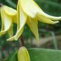 Dog's-Tooth Violet close-up - April 2008 (Erythronium 'Pagoda')