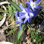 Chionodoxa luciliae (Glory of the snow)